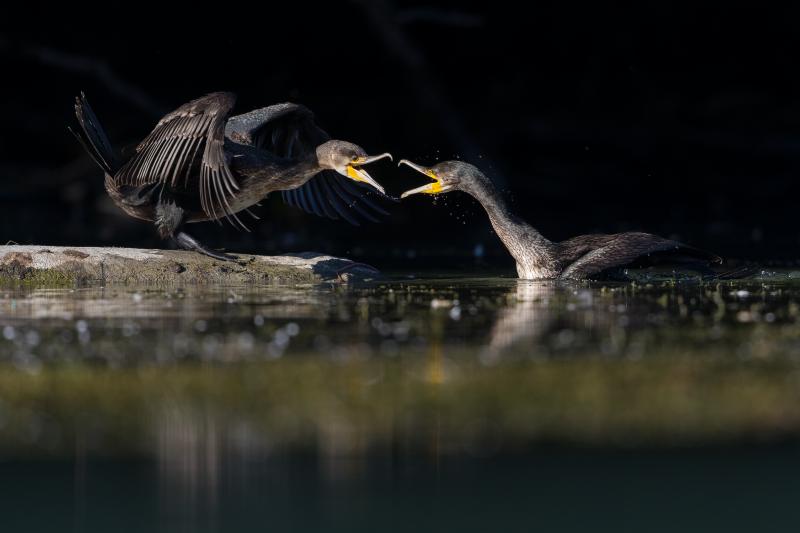 Grand cormoran - © François Rauss