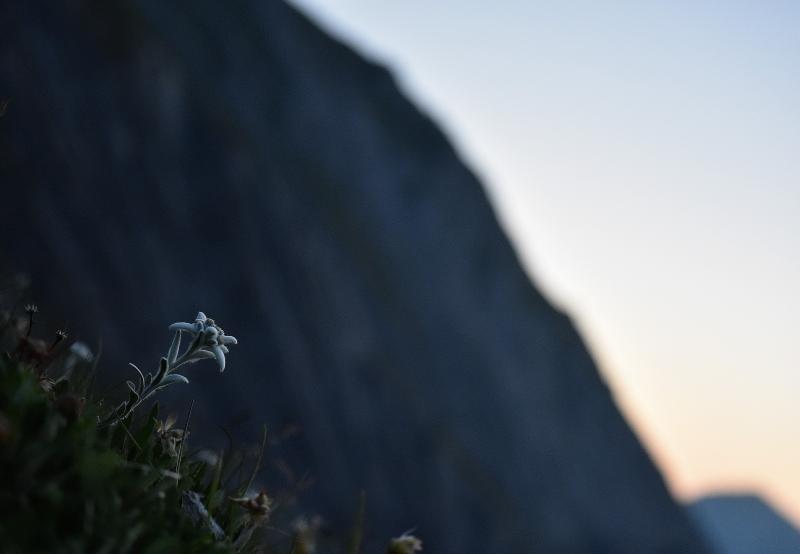 Edelweiss au lever du jour - © Sébastien Tinguely