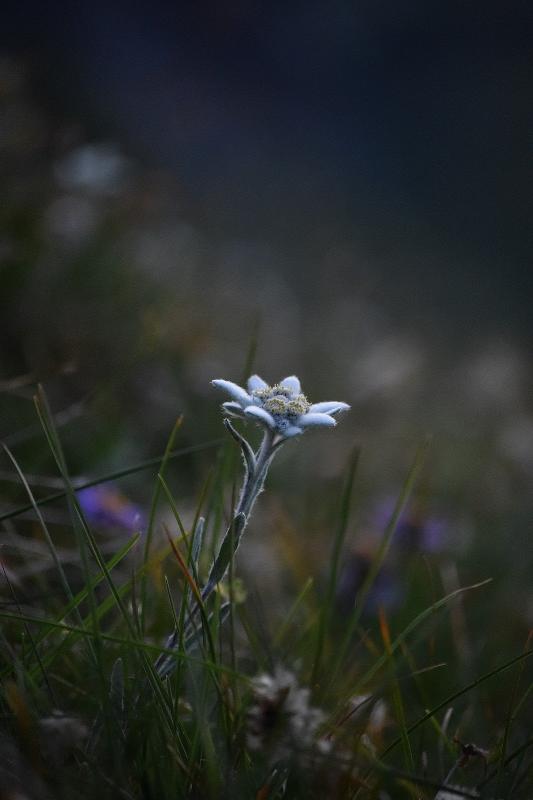 Edelweiss  - © Sébastien Tinguely
