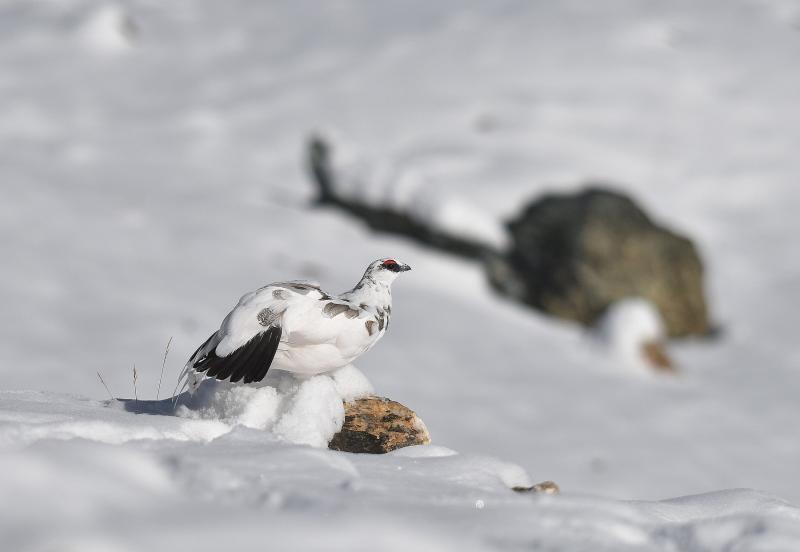 Lagopède alpin mâle en plumage hivernal presque complet - © Sébastien Tinguely