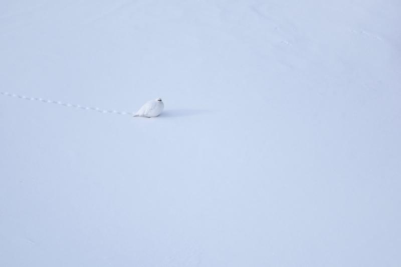 Lagopède alpin mâle - © Sébastien Tinguely