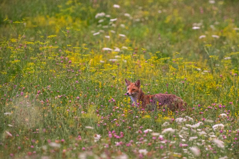 Le renard dans son environnement estival - © Gilbert Fortune