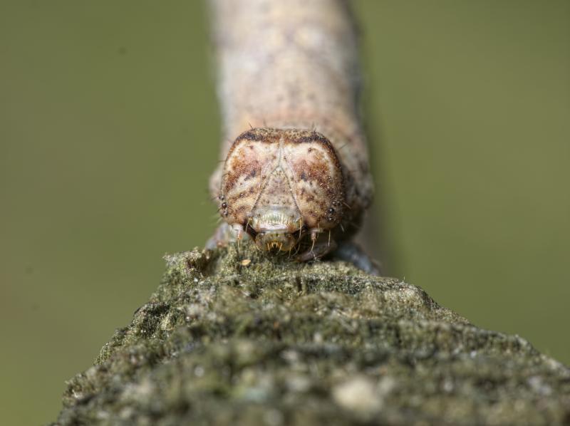 Hypomecis punctinalis, 40mm, Vevey, juillet 2015 - © Pierre Bornand