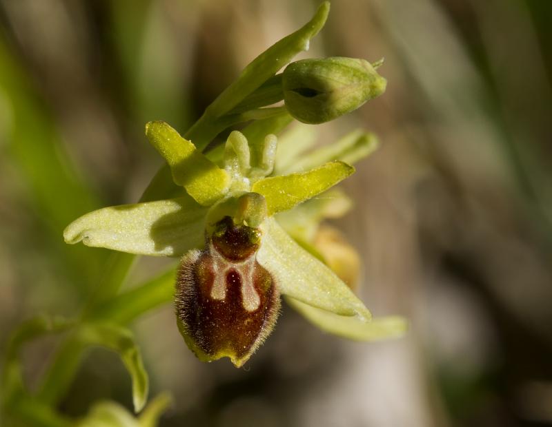 Ophrys araneola - © Olivier Jean-Petit-Matile