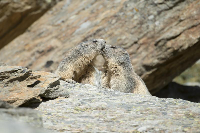 Marmottons - © Jean-Bernard Marrel
