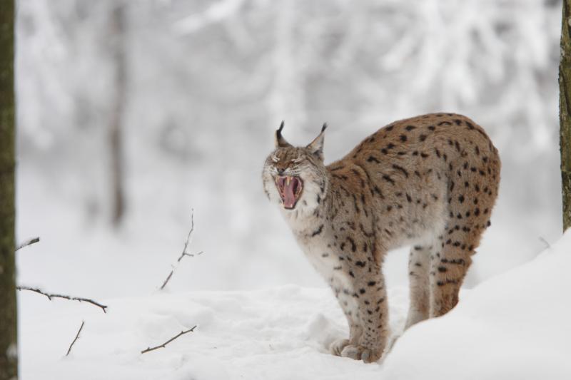 Lynx européen - © Paul Monnerat