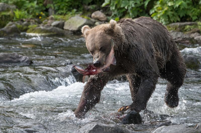 Grizzly beim Fischen - © Evelyne Ruoss