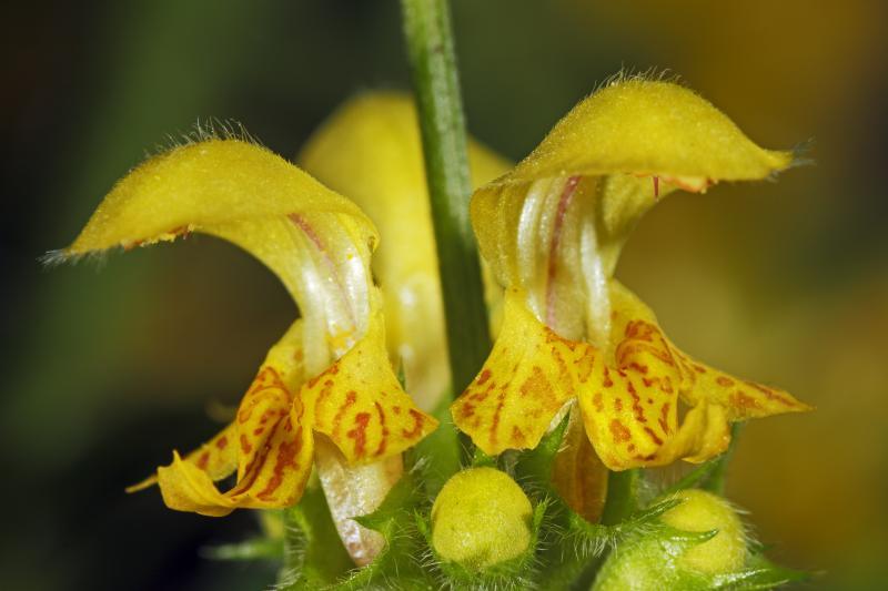 Ortie jaune (Lamium galeobdolon) - © Heinrich Wettstein
