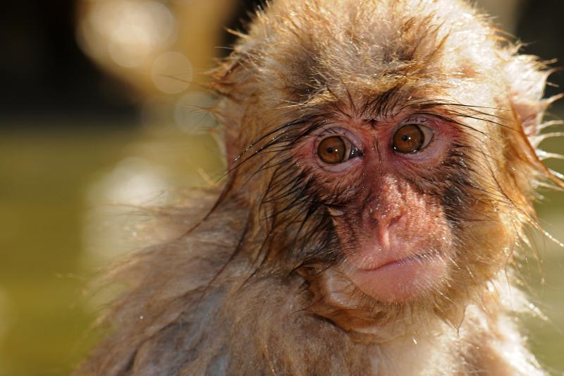 Macaque japonais (macaca fuscata) - © Natalie Brunner-Patthey