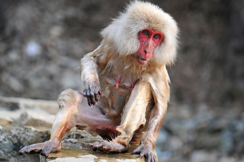 Macaque japonais (macaca fuscata) - © Natalie Brunner-Patthey