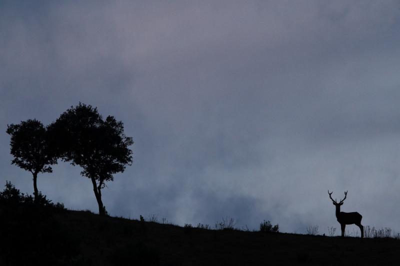 Cerf en Sierra Morena - © Evelyne Pellaton