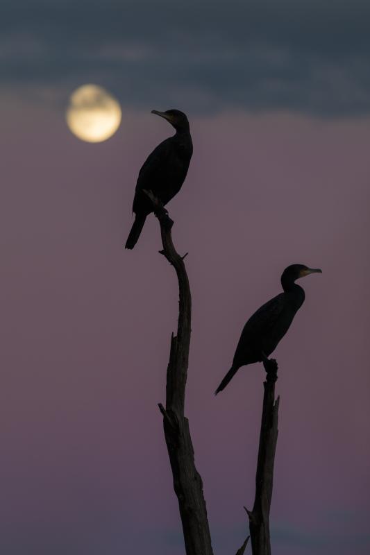 Grand cormoran - © François Rauss