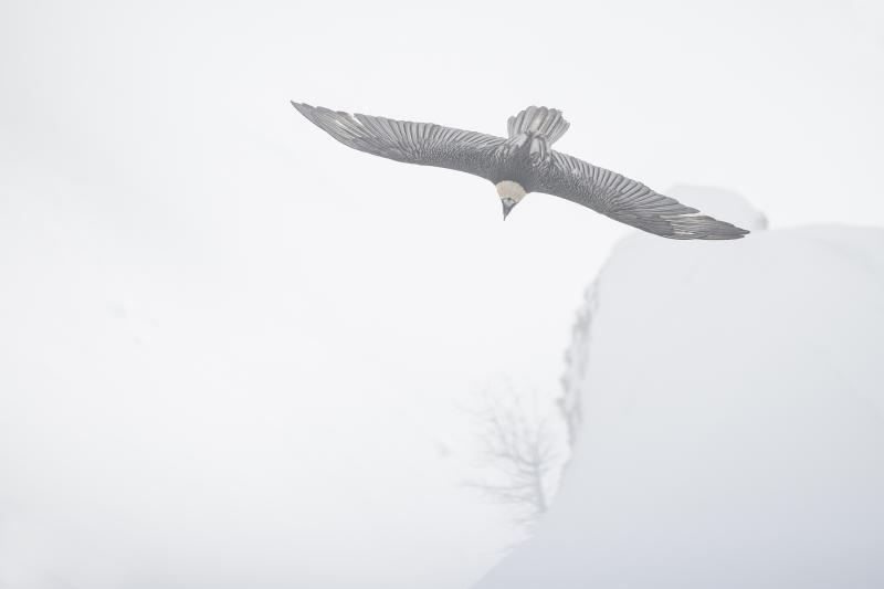 gypaète dans le brouillard - © Stéphane Bruchez