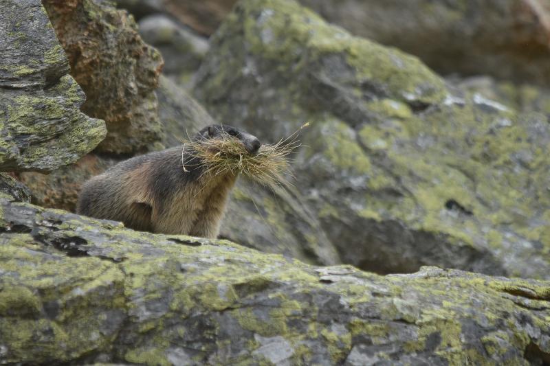 Marmotte faisant ses provisions - © Sébastien Tinguely