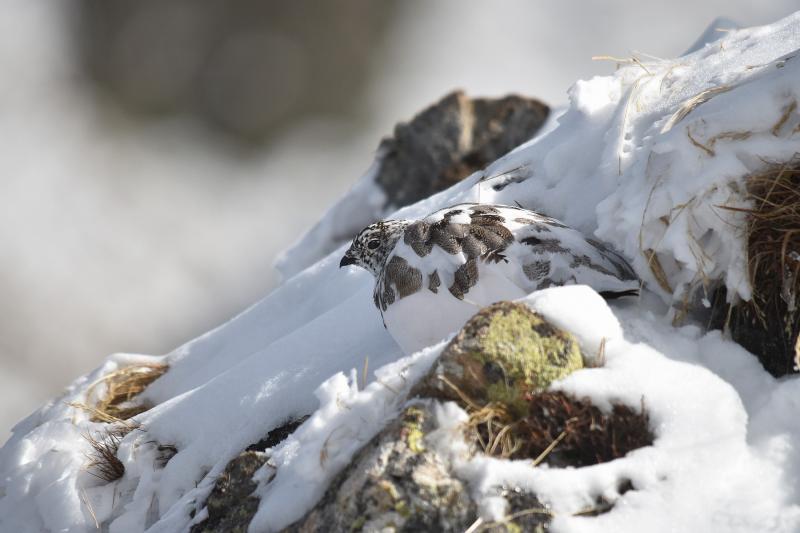 Lagopède alpin à l'approche de l'hiver - © Sébastien Tinguely
