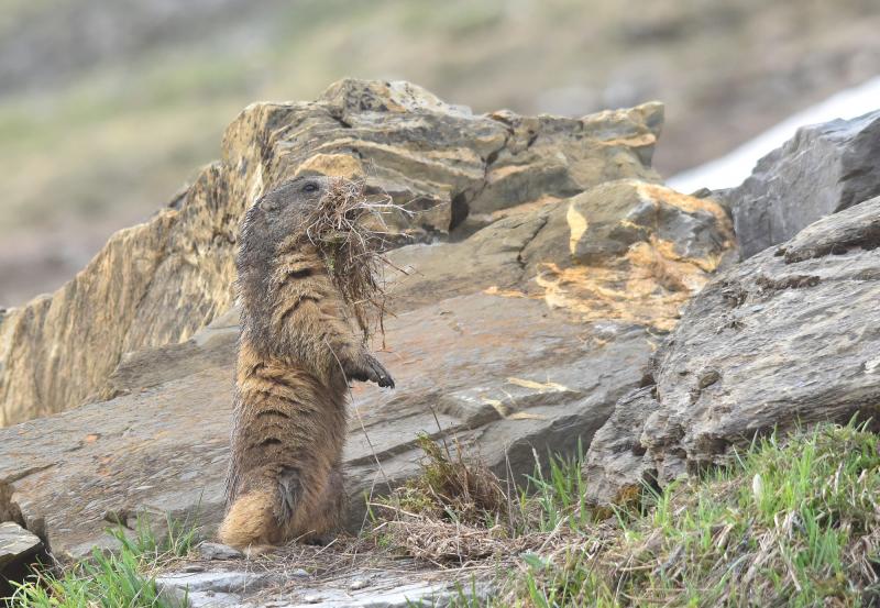 Marmotte des Alpes - © Sébastien Tinguely