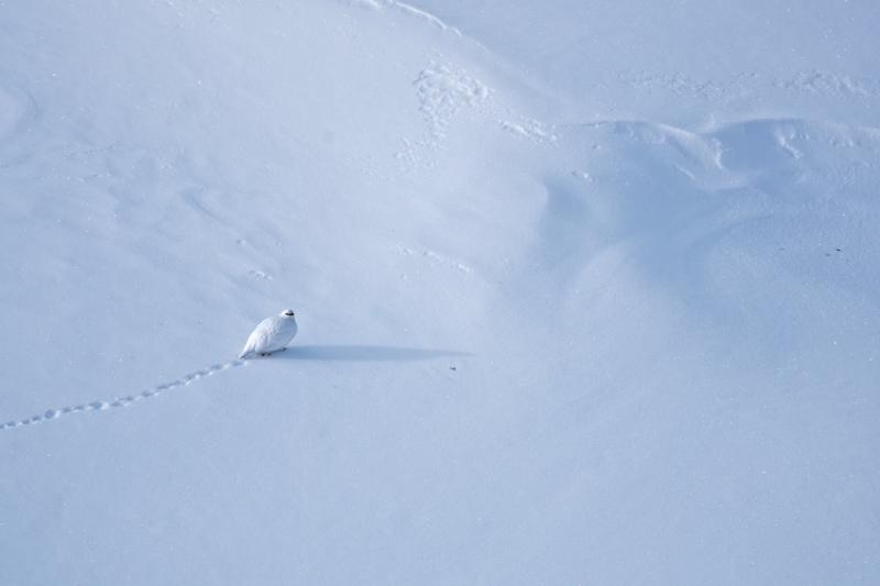 Lagopède alpin mâle - © Sébastien Tinguely