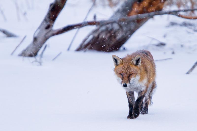 renard roux - © Gabriel Pochon