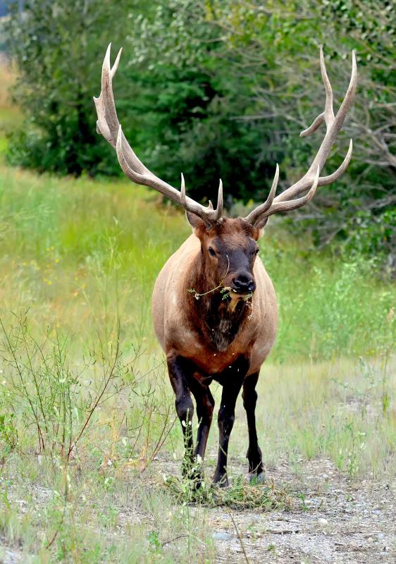 Wapiti (Elk), Jasper, Alberta, Canada - © Patrick Arrigo