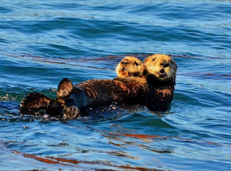 Sea Otter (loutre de mer) mère et petit, Kachemak bay, Homer, Alaska - © Patrick Arrigo