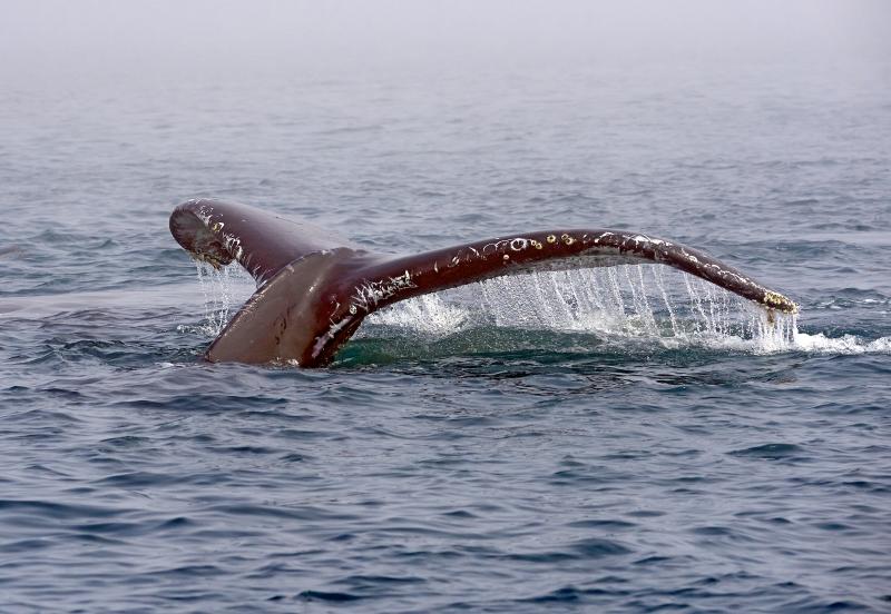 Baleine à bosse, Humpack whale, Monterey bay, California - © Patrick Arrigo