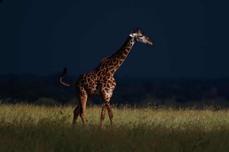 girafe - © Véronique Bach