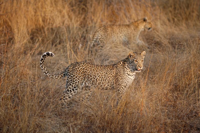 léopards - © Véronique Bach