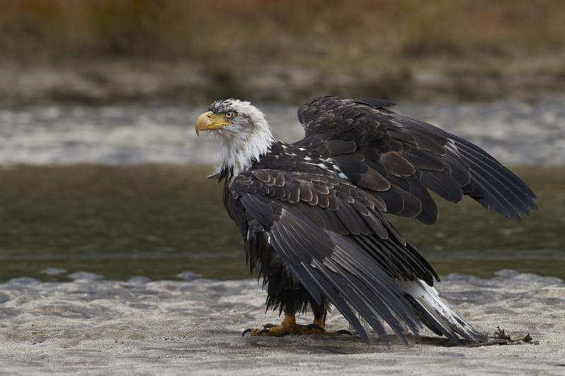 Bald Eagle posing - © Hansruedi Weyrich