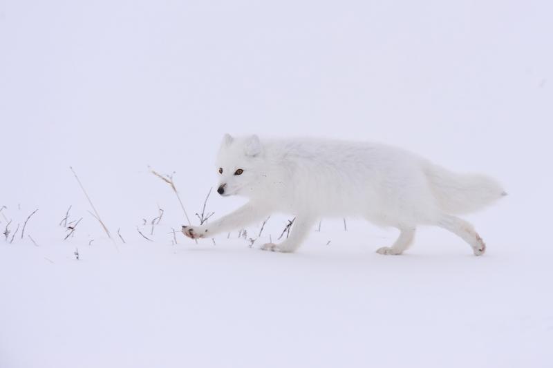 Arctic Fox - © Hansruedi Weyrich