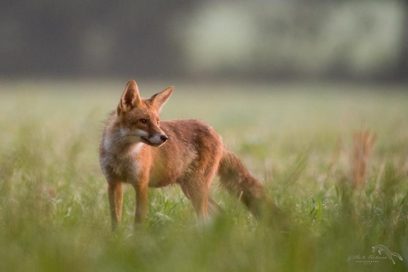Le beau renard au lever du jour - © Gilbert Fortune