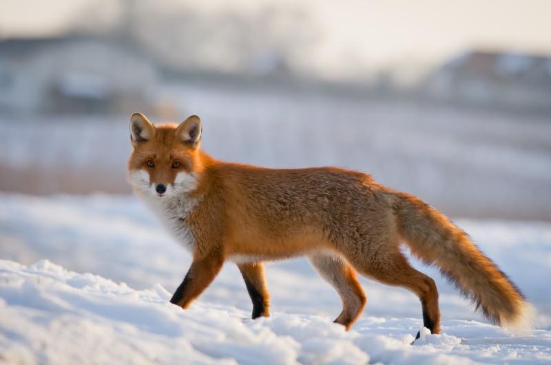 Le renard en hiver - © Gilbert Fortune