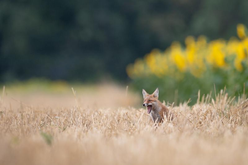 Jeune renard - © Gilbert Fortune