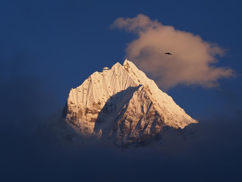 Lammergeier in the Himalayas  - © Hilary Rhodes