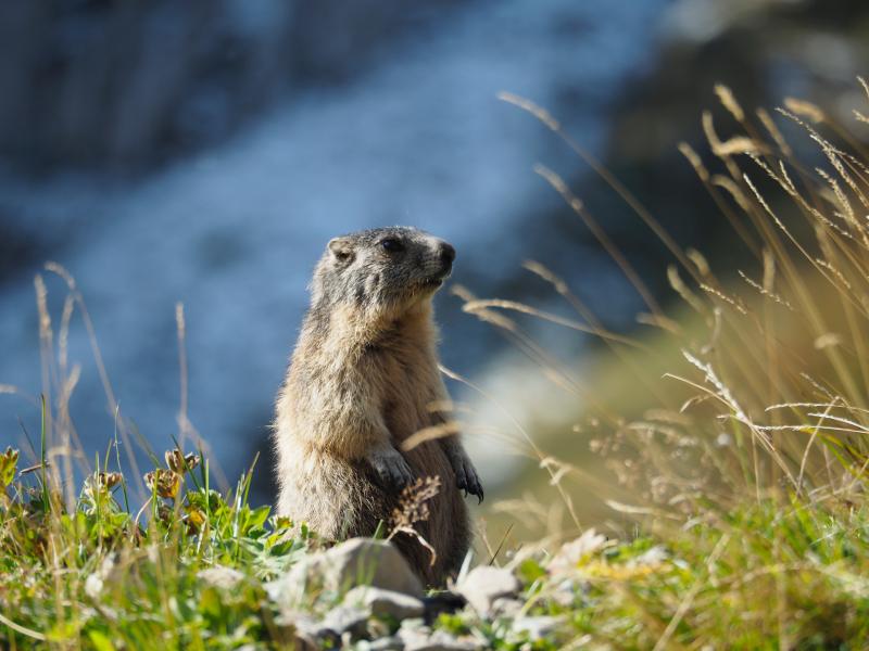 Marmot alert - © Hilary Rhodes
