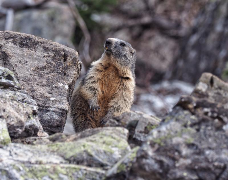 Bonjour Mme Marmotte - © Hilary Rhodes