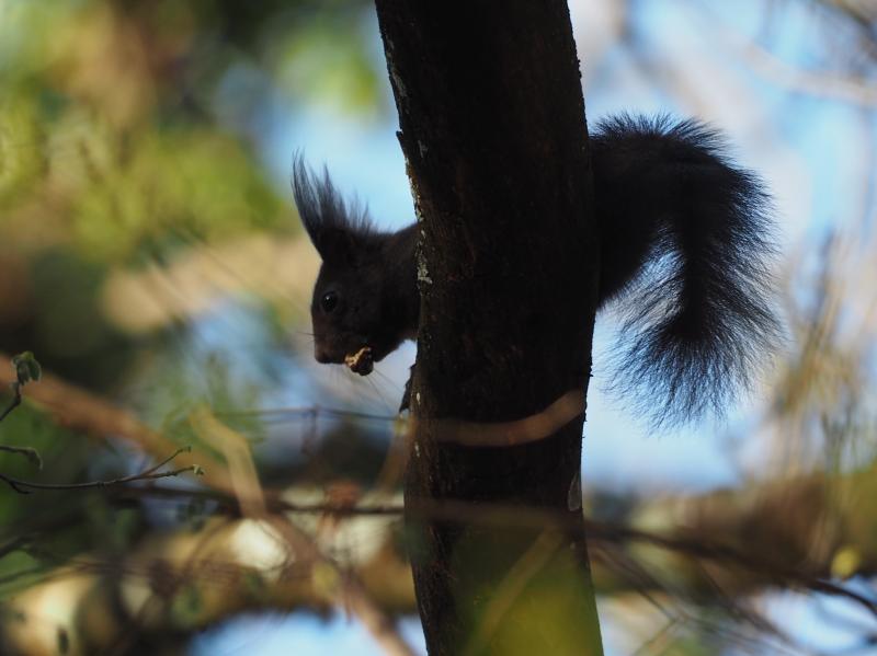 Silhouette écureuil  - © Hilary Rhodes