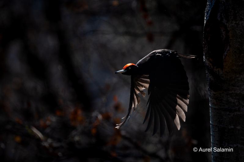 Pic noir en cardinal! - © Aurel Salamin