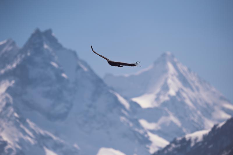 Roi des Alpes - © Aurel Salamin