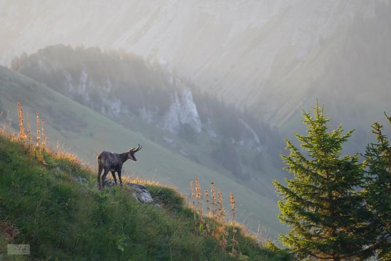 Chamois dans les Alpes - © Fabrice Barbezat