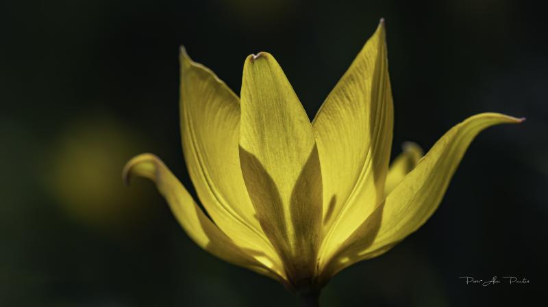 Tulipe sauvage (Tulipa sylvestris) - © Pierre-Alain Pannatier