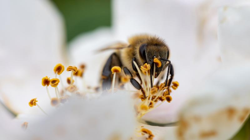 abeille sauvage - © Pierre-Alain Pannatier