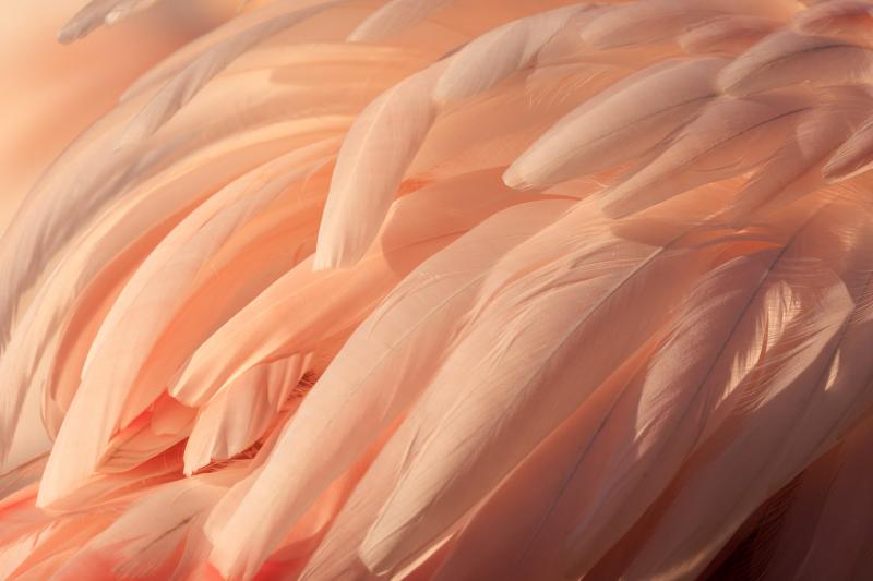 Plumes Flamant Rose - Phonicopteridae - © Jacques Bibinet