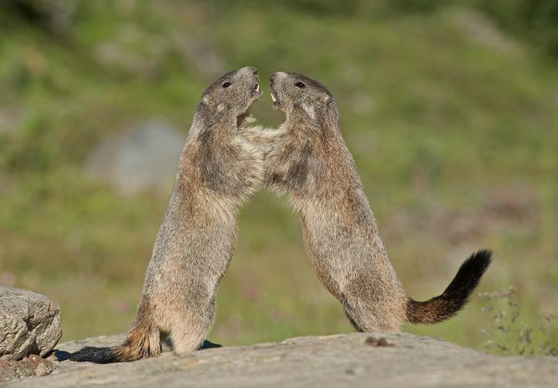 Combat de Marmottes - © Eric Dragesco