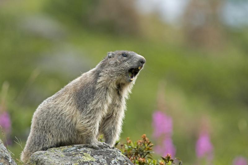 Marmotte criant - © Eric Dragesco