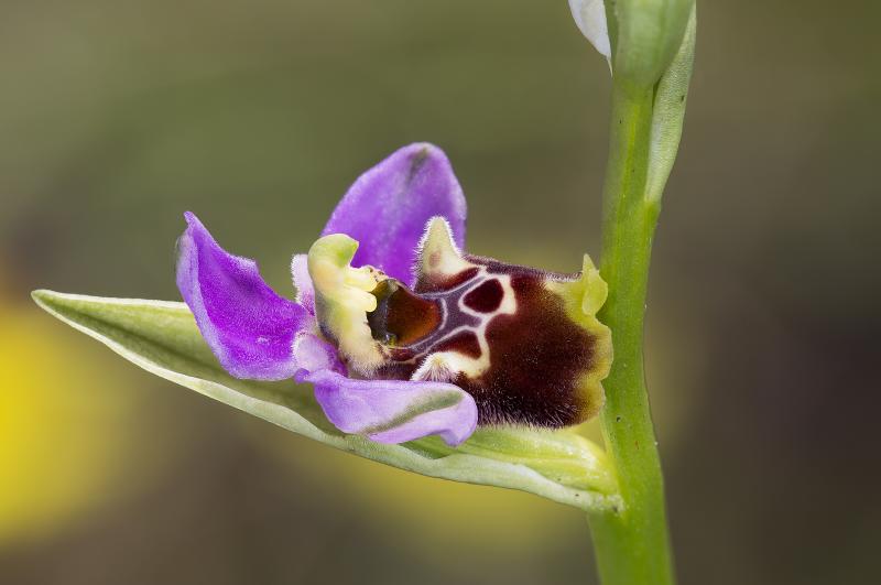 Ophrys elatior - © Gilbert Hayoz