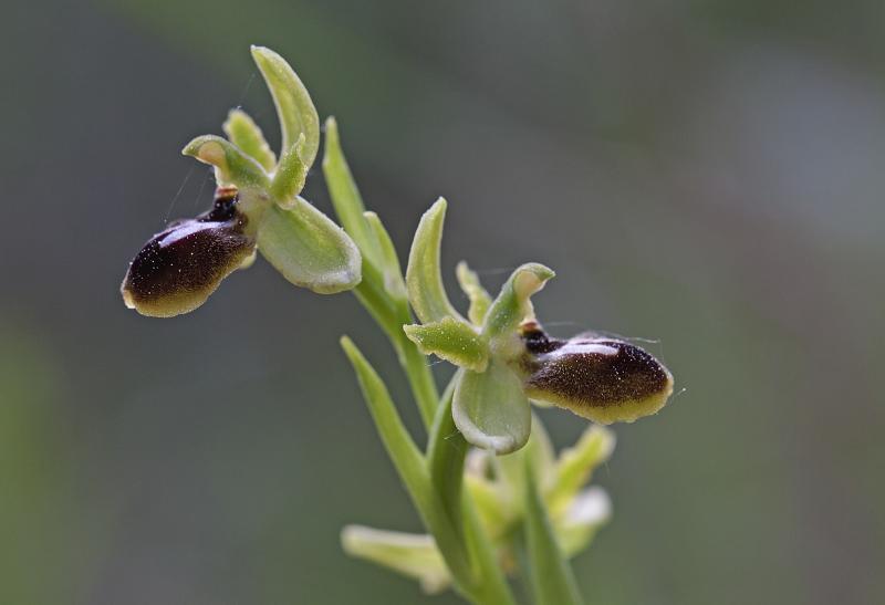 Ophrys araignée - © Olivier Jean-Petit-Matile