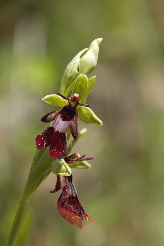 Ophrys insectifera - © Olivier Jean-Petit-Matile