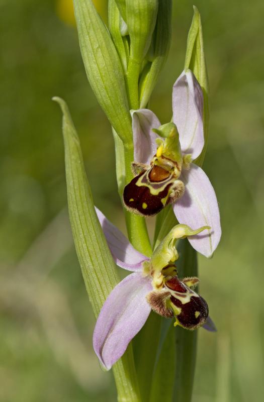 Ophrys abeille - © Olivier Jean-Petit-Matile