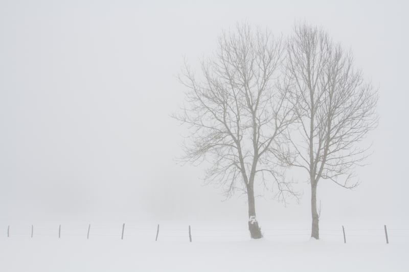 Arbres dans la brume - © Paul Monnerat