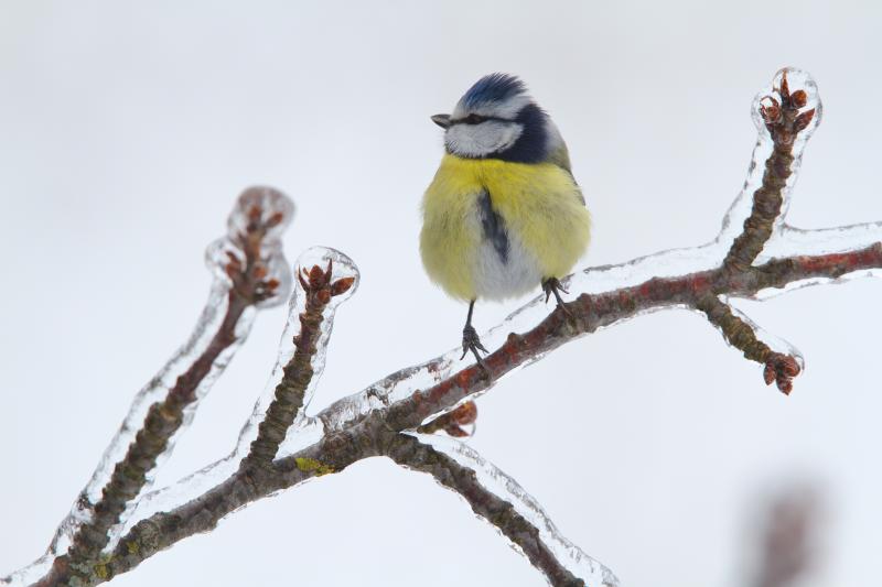 Mésange bleu en hiver - © Paul Monnerat